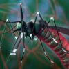 Commercial Mosquito Control