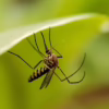 Mosquito Misting Systems