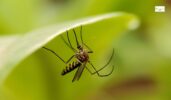 Mosquito Misting Systems