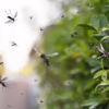 Retention pond mosquito control