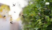 Retention pond mosquito control