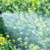 Mosquito Control Myths
