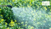 Mosquito Control Myths
