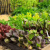 garden with leafy greens to promote mosquito control for vegetation