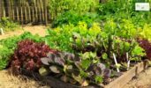 mosquito control for vegetation