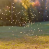 Mosquito Control atlanta