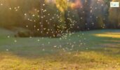 Mosquito Control atlanta