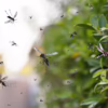 Mosquito prevention strategies
