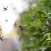 Mosquito prevention strategies