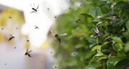 Mosquito Control in Atlanta Best Methods for Your Yard