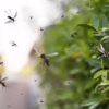 Seasonal Mosquito Treatment Strategies in Atlanta