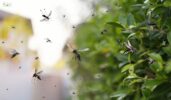 Seasonal Mosquito Treatment Strategies in Atlanta