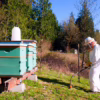 Mosquito Control Safe for Bees