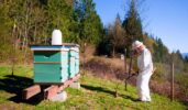 Mosquito Control Safe for Bees