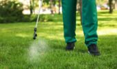 Pest Control Reduce Mosquito Populations