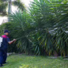 Spraying Yard Mosquito control