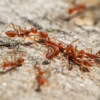 Fire Ants