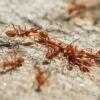 Fire Ants