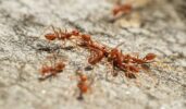 Fire Ants