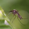 Extreme macro shot of a mosquito resting on a vibrant green leaf.