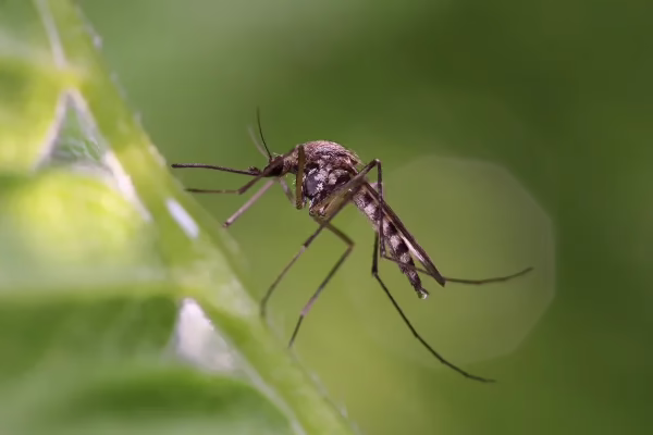 Extreme macro shot of a mosquito resting on a vibrant green leaf.