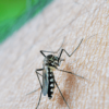 Mosquito Misting Systems