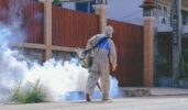 Everything to Know About Local Mosquito Control Services