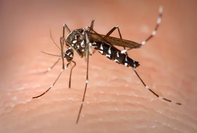 mosquitoes native to Georgia