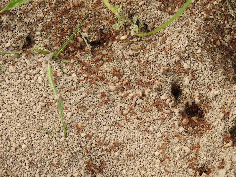 Fire Ants on soil floor, traveling from there nest.