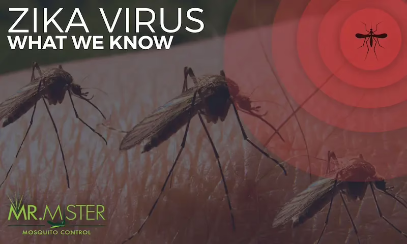 A Mr.Mister graphic of mosquitos on an arm with the caption "ZIKA VIRUS, WHAT WE KNOW"