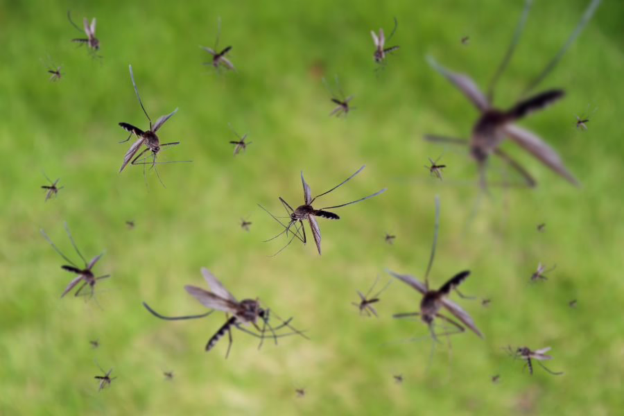Swarm of mosquitoes in yard